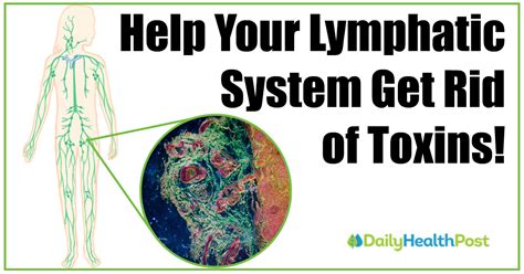 10 immediate ways to detox your lymph nodes and clear out
