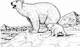 Bear Coloring Pages Bears Baby Polar sketch template