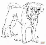 Coloring Puggle Pages Drawing sketch template