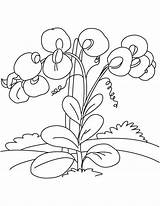 Pea Sweet Coloring Pages Flowers Flower Drawing Vines Getdrawings sketch template