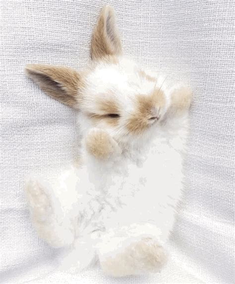 Cute Bunny Fluffy Adorable Rabbit  By Sugar🌸