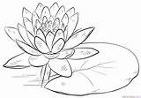 Lilies Sheets sketch template