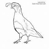 Coloring Quail Gambel Gambels Pages Bird Drawings 59kb 500px Line sketch template
