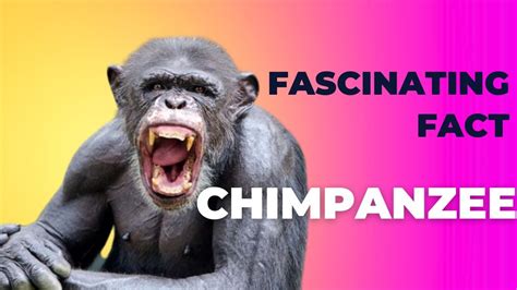 the 95 similarity between chimpanzees and humans youtube