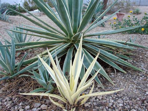 water  dry  white agave