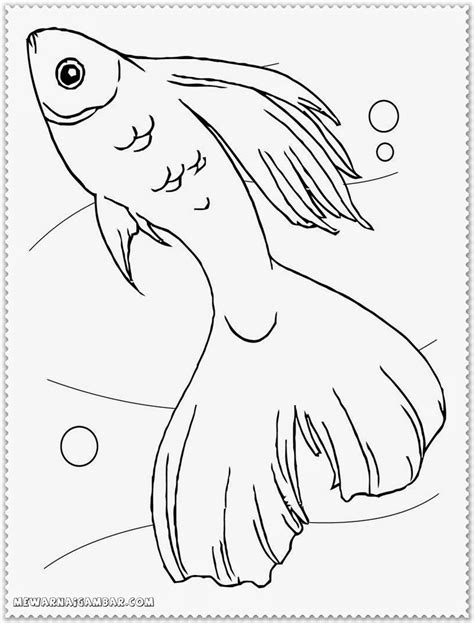 betta fish coloring pages  printable kids coloring pages