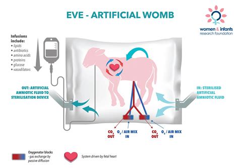 artificial womb raises hope  premature babies
