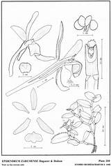 Epidendrum Difforme Jimenez Dodson Herbaria Hágsater Amo 1993 Drawing Type Website Group sketch template