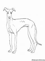 Pages Coloring Whippet Getdrawings Getcolorings sketch template