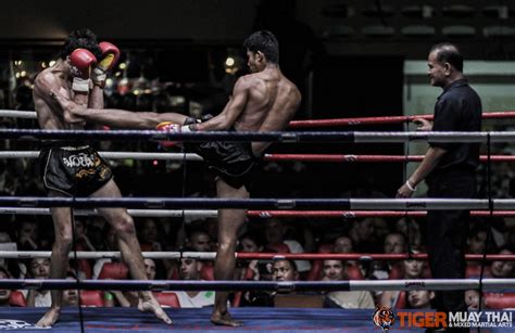 fighting thai tiger muay thai and mma training camp guest