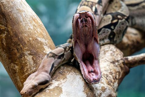 rattlesnake mouth open