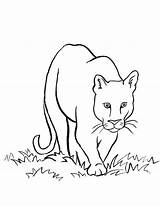 Lion Mountain Coloring Pages Drawing Puma Easy Animals Lions Cougar Draw Kids Clipart Drawings Face Colouring Printable Simple Detroit Samanthasbell sketch template