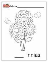 Coloring Zinnia sketch template