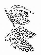 Coloring Pages Grape Fruits Grapes sketch template
