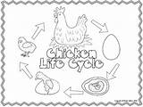 Cycle Chicken Life Craftivity Grade Craft Subject Science Kindergarten sketch template