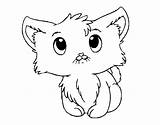 Coloring Cute Kitten Pages Coloringcrew sketch template