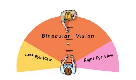 binocular vision
