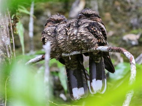 philippine nightjar ebird