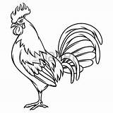 Rooster Vector Drawing Gallos Chicken Draw Finos Cock Coloring Outline Drawings Painting Fight Sketch Illustration Clipart Angry Hand Cartoon Roosters sketch template