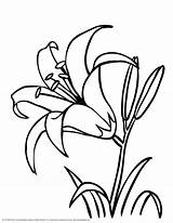 Lily Flower Coloring Pages Printable Drawing Flowers Colouring Lilies Outline Print Kids Dynu Line sketch template