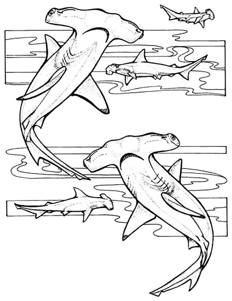 hammerhead sharks sharks kids coloring pages
