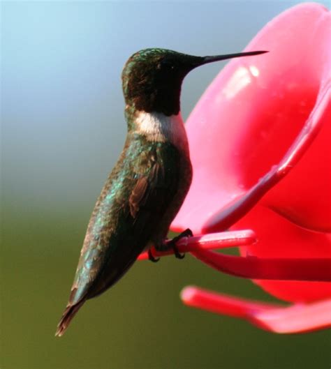 amy colibri model
