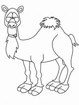 Camel Camello Chameau Coloriage 1704 Animaux Animales Fatigue Camellos Coloriages Greatestcoloringbook Peacock Imprimer Dibujo Chameaux Printabletemplates sketch template