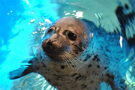 spotted seal conservation hero support programme