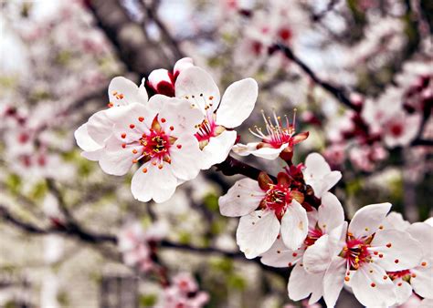 southern  flowering plum tree