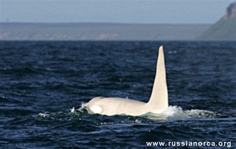 modern day moby dick check out this super rare all white killer whale