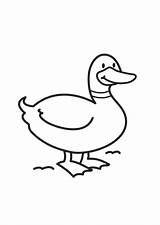 Coloring Duck sketch template