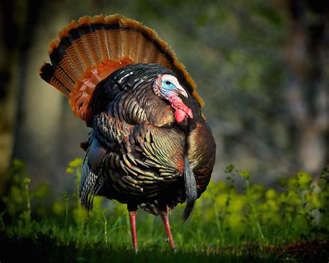 guide  hunting eastern turkeys grand view outdoors