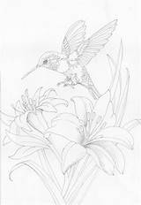 Hummingbird Coloring Pages Bird Drawing Drawings Birds Patterns Sketches Bergsma Adult Press Embroidery Tattoo Flower Painting Designs Doodles Burning Wood sketch template