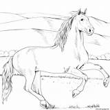 Coloring Horse Andalusian Pages Printable Supercoloring Categories sketch template