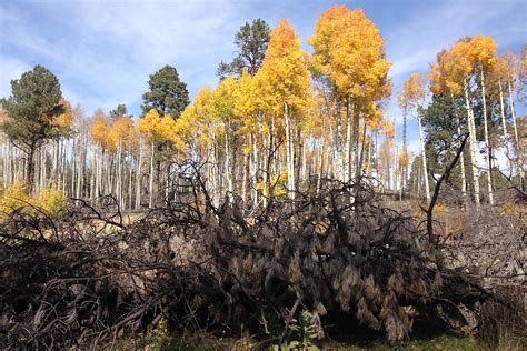 aspen decline  northern arizona leaves forestry officials searching  answers cronkite news