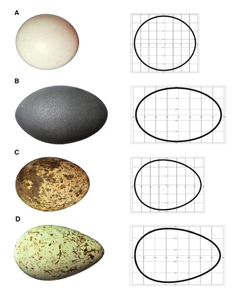 equation  describe  egg scienceline