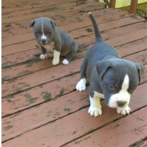 baby pits  cute pit puppies beautiful dogs cute animals
