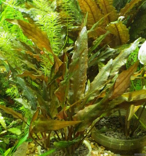 cryptocoryne walkeri legroi flowgrow aquatic plant