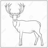 Deer Outline Drawing Getdrawings sketch template