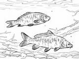 Coloring Carp Pages Carps Common Fish sketch template