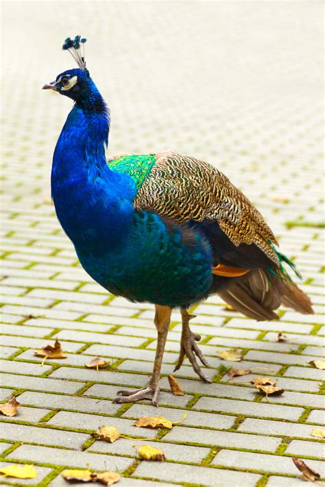 peacock bird  stock photo public domain pictures