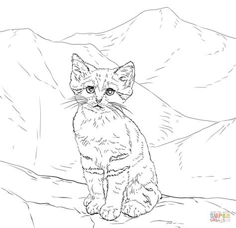 realistic kitten drawing  getdrawings
