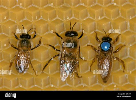 honey bee apis mellifera worker left drone centre  queen  stock photo alamy