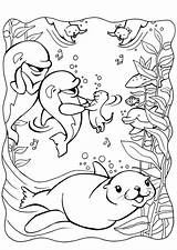 Seehund Delphinen Malvorlage Herunterladen Abbildung Ausmalbilder Otters sketch template