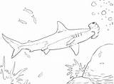Shark Coloring Pages Goblin Marvellous Getcolorings Getdrawings Hammerhead Print sketch template