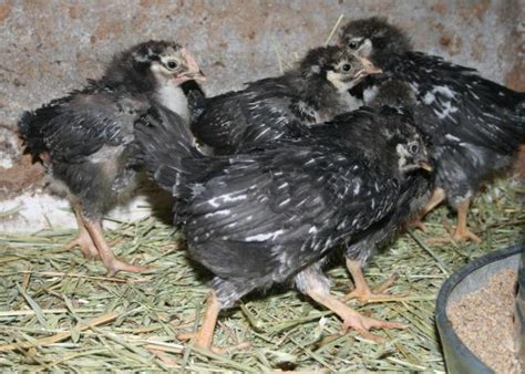 silver laced wyandotte 4 weeks old maybe a rooster