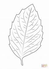 Coloring Birch Leaf Pages Printable sketch template