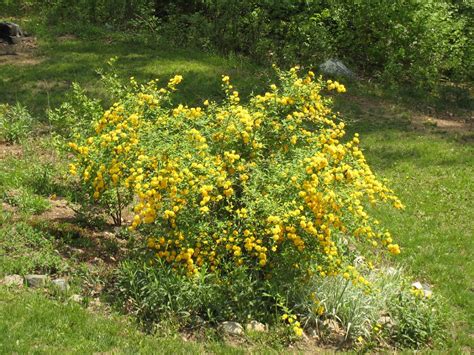 yellow flowering bush    called  dont   flickr