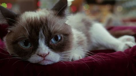 Grumpy Cat S Worst Christmas Ever Lifetime Movie With Aubrey Plaza Time