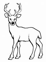Deer Coloring Pages Antler Baby Horn Long Kids Getcolorings Reindeer Colouring sketch template